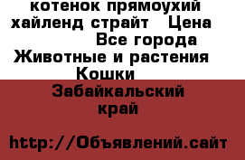 котенок прямоухий  хайленд страйт › Цена ­ 10 000 - Все города Животные и растения » Кошки   . Забайкальский край